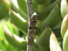 Pempelia compositella