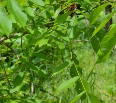 Phylloxera caryaemagna