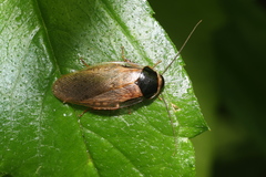Pycnoscelus indicus