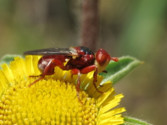 Myopa dorsalis