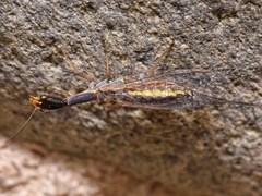 Xanthostigma