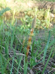 Equisetum sylvaticum