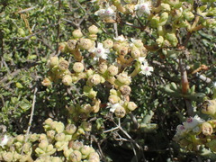 Stoeberia frutescens