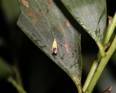 Crocanthes micradelpha