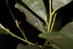 Crocanthes micradelpha