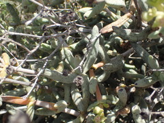 Stoeberia frutescens