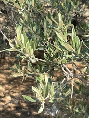 Olea europaea