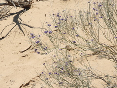 Psorothamnus scoparius