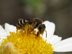 Halictus fulvipes
