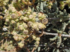 Stoeberia frutescens