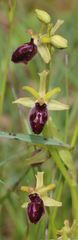 Ophrys sphegodes passionis
