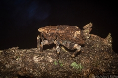 Poropterus bisignatus