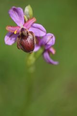 Ophrys sphegodes aveyronensis