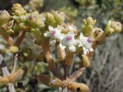 Stoeberia frutescens