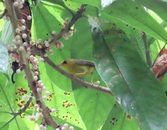 Cyanoderma chrysaeum