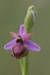 Ophrys sphegodes aveyronensis