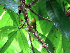Cyanoderma chrysaeum
