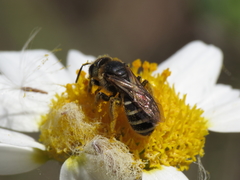 Halictus fulvipes