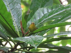 Cyanoderma chrysaeum