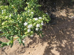 Stoeberia frutescens