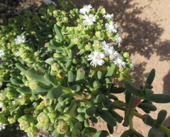 Stoeberia frutescens