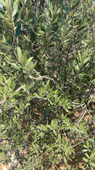 Olea europaea