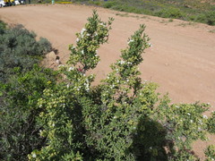 Stoeberia frutescens