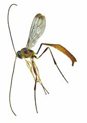Podogaster