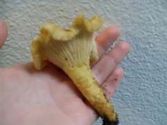 Cantharellus