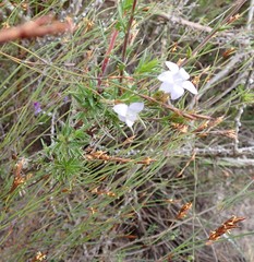 Prismatocarpus cliffortioides