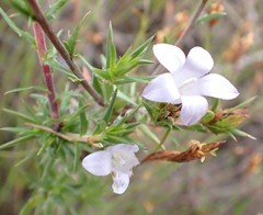 Prismatocarpus cliffortioides