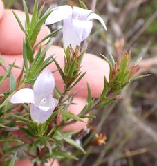 Prismatocarpus cliffortioides