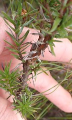 Prismatocarpus cliffortioides