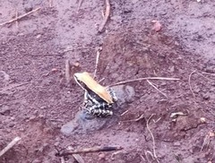 Hydrophylax bahuvistara