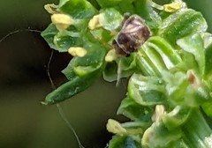 Coridromius chenopoderis