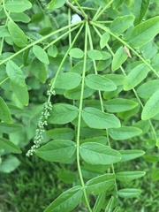 Gleditsia japonica