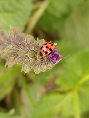 Harmonia axyridis
