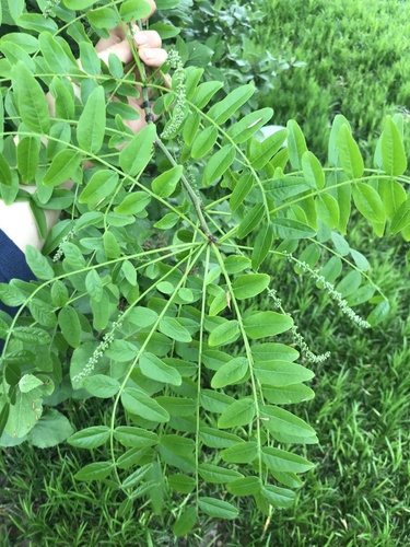 Japanese honey locust (Gleditsia japonica)