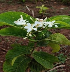 Holarrhena pubescens