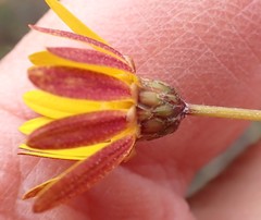 Ursinia discolor