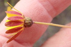 Ursinia discolor