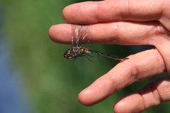 Somatochlora kennedyi