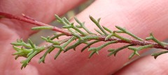 Ursinia discolor