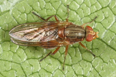 Brachyopa dorsata