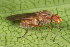 Brachyopa dorsata