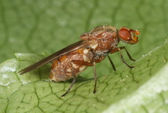 Brachyopa dorsata
