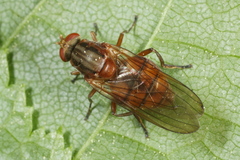 Brachyopa dorsata