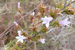 Prismatocarpus cliffortioides