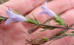 Prismatocarpus cliffortioides