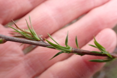 Prismatocarpus cliffortioides